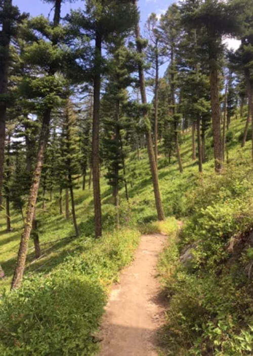 Thick green bushes and grass with dirt trail cut through it and tall green trees on both sides of trail. 