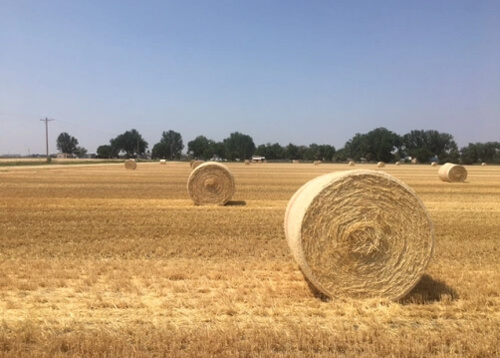 Random rolls of hay in a huge hay field, with trees in the distance beyond the field and blue sky above.