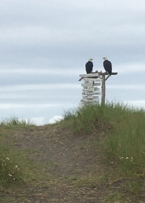 Two bald eagles on a wooden perch among grass covered sand dune and grey cloudy sky above.