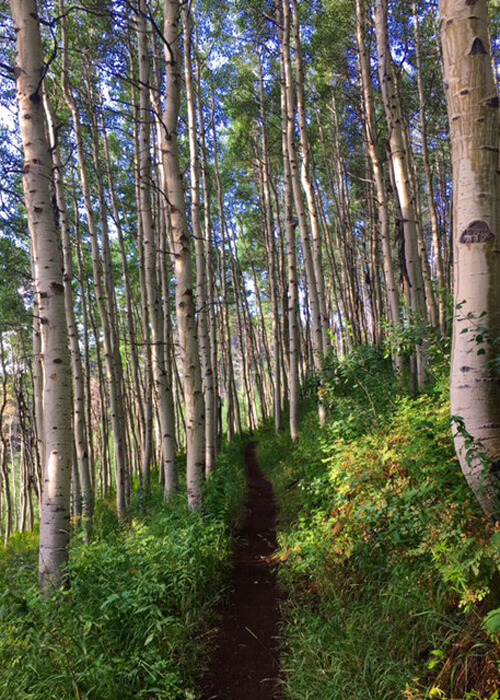 Thick mass of white-bark Aspen trees, with dirt trail weaving in between them and some grass on both sides of trail.  Faint fragments of blue sky through the trees.