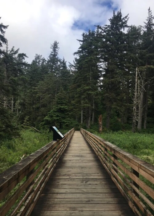 Wooden platform with safety railings leading over thick grass and into tall dark forest trees.