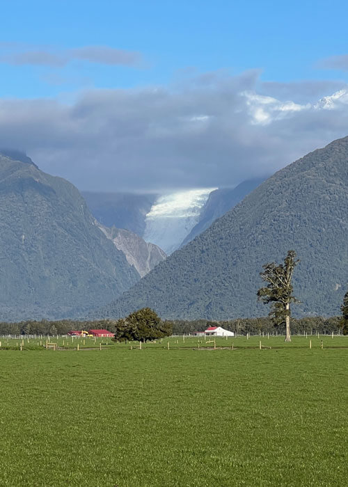 The Fox Glacier prominent in the distance between two mountains, with lush green, level landscape in the foreground.