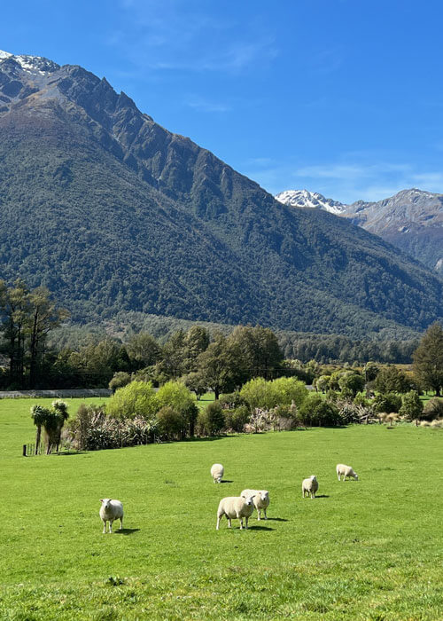 Green grassy fields with sheep foraging in the foreground and a large tree-covered mountain-range in the background.