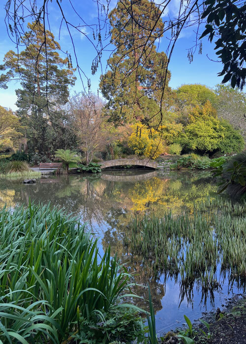 View of a small bridge nestled over water and amongst trees and various greenery at the Christchurch Botanic Garden.