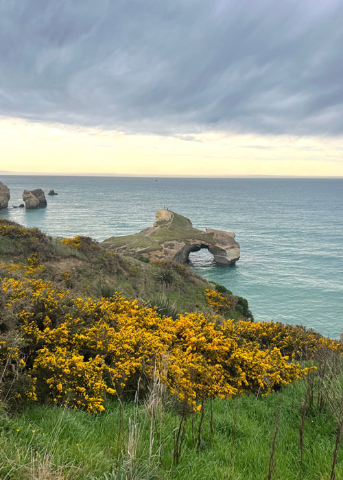 View of part ot Tunnel Beach and ocean from a green grassy hill with golden yellow shrubbery.