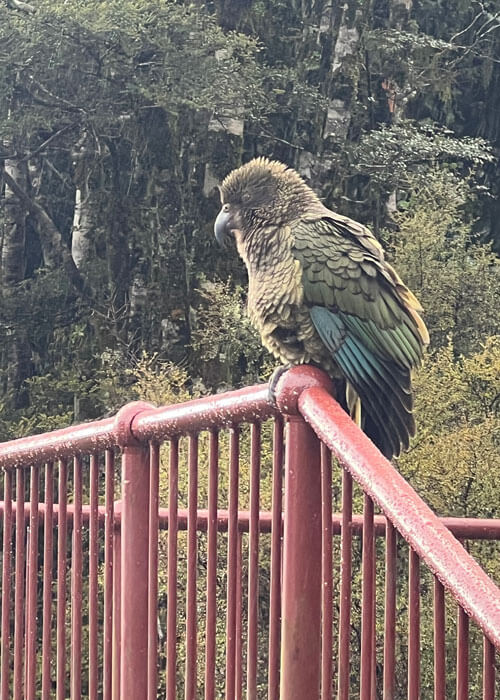 A dark, large-feathered Kea bird sits on the railing of a staircase.