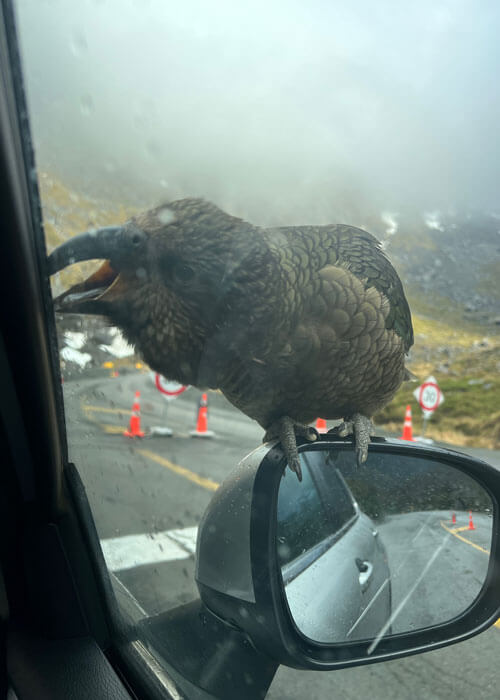 A dark, large-feathered Kea bird gnaws on a car window from while perched on top of the rearview mirror.