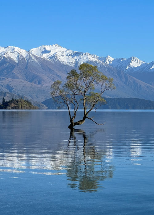 A single tree jutting out from the surface of a middle of a lake, with a view of snowy mountain peaks in the background.